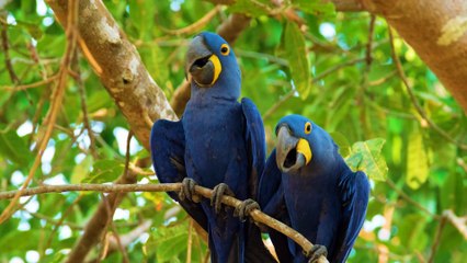 Breathtaking Colorful Birds Collection  Relax Forest Ambient