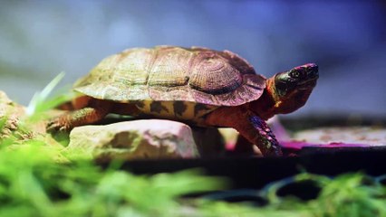 Special Collection of Wild Animals