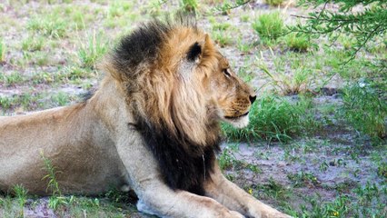 Ultimate Wild Felines Collection