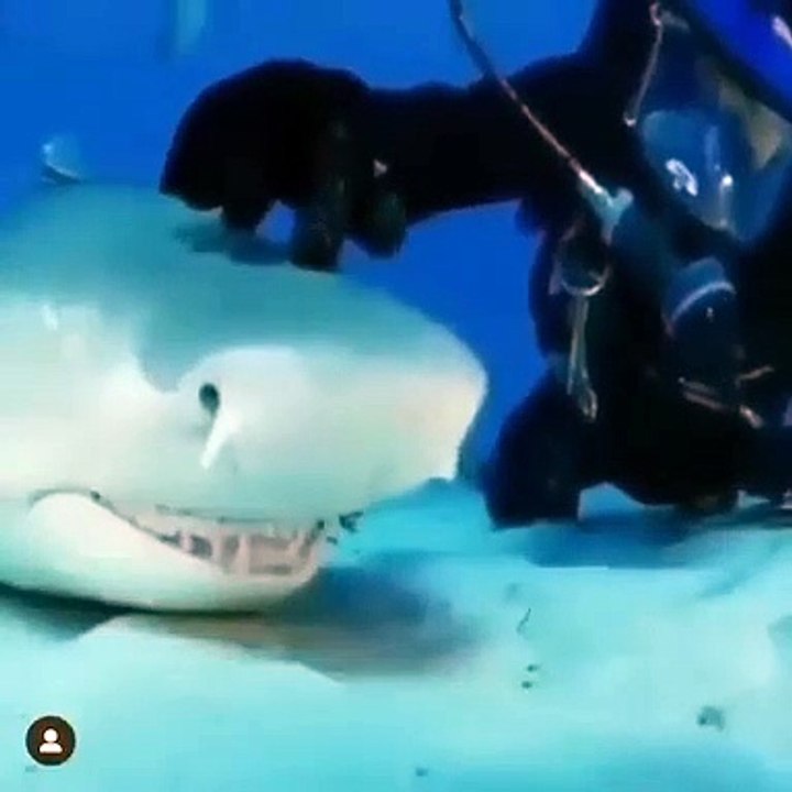 Love of Shark