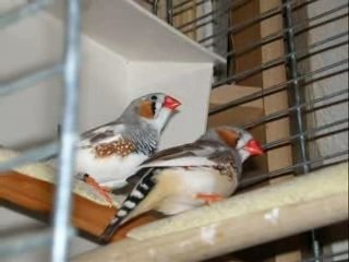 MES DIAMANTS MANDARINS !!!