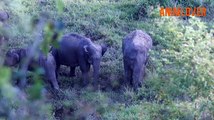 Best animal video, wildlife video, wildlife animal video, Elephant funny videos, wild elephants video, funny videos,