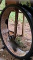 Rehabilitated Raccoon Runs on Exercise Wheel