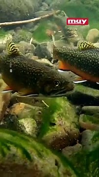 En Utah, arrojan miles de peces desde avionetas para repoblar la fauna de sus lagos