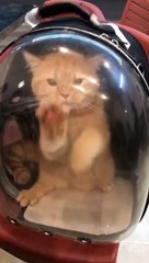 Cat in Carrier Wants to be Out with Owner