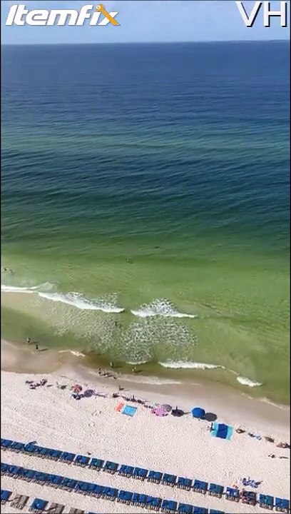 Un requin marteau se rapproche dangereusement d'un baigneur en bord de plage