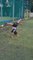 Gymnast Kid Flips Before Kicking Football Toward Goal