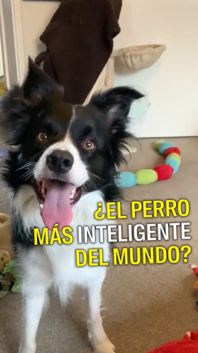 Un perro listo listo