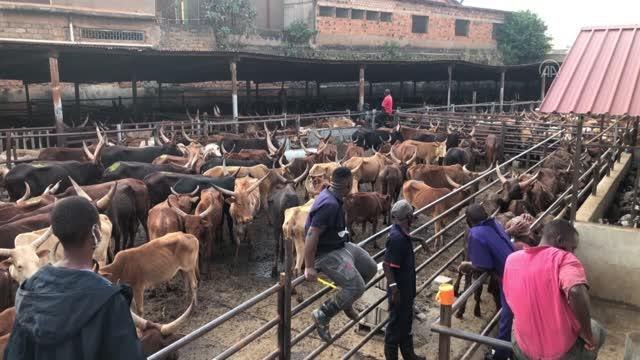 Türkiye'den bağışlanan kurbanlar Uganda'daki ihtiyaç sahiplerine ulaştırılmaya başladı
