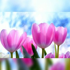 Beautiful flowers/Blossom beauty