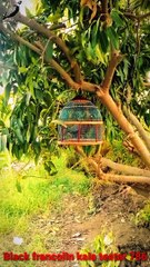 Kala teetar awaz black francolin voice 2021