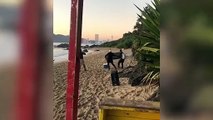 Elefante-marinho é enxotado em praia de Balneário Camboriú
