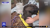 [이슈톡] 플라스틱 통에 머리가 끼인 곰 구조