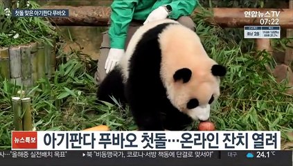에버랜드 아기판다 푸바오…첫돌 온라인 돌잔치