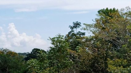 Airbus A330NEO PR-ANX na aproximação final antes de pousar em Manaus vindo de Campinas