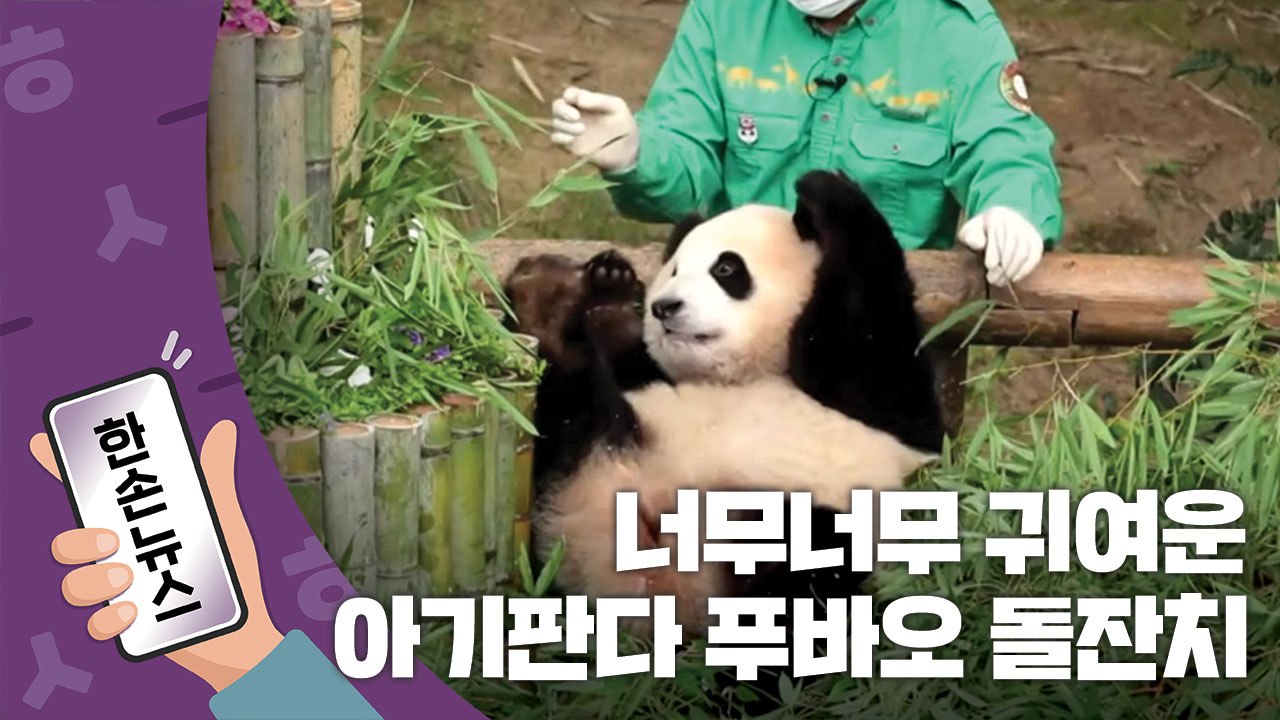 [15초뉴스] 너무 귀여운 아기 판다 '푸바오'의 돌잔치 / YTN