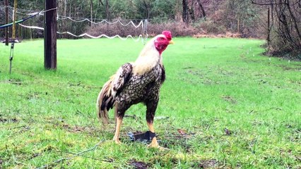 Silver lace brood rooster
