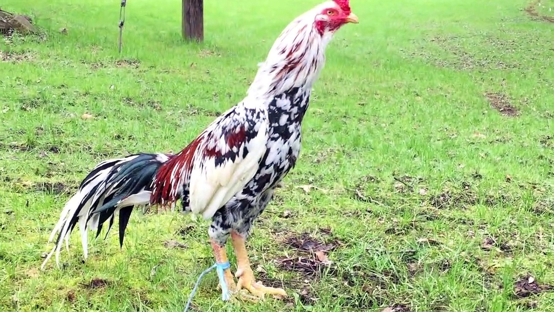Spangle bearded Thai rooster breeder