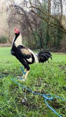 Bearded Pama x Ganoi rooster
