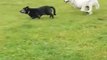 Dog Playfully Hunts Another Dog in Field