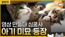 [동반자] ※심쿵사 주의※ 초특급 아기 미묘 '세로' / YTN