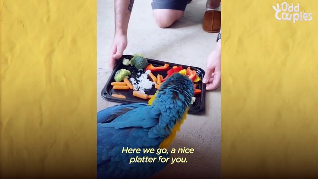 - Dog And Parrot Who Didnt Get Along Spend Every Single Moment Together Now The Dodo Odd Couples # ANIMAL LOVERS