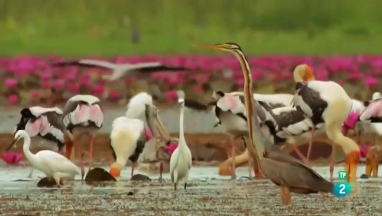 Documental De La Fauna De Tailandia