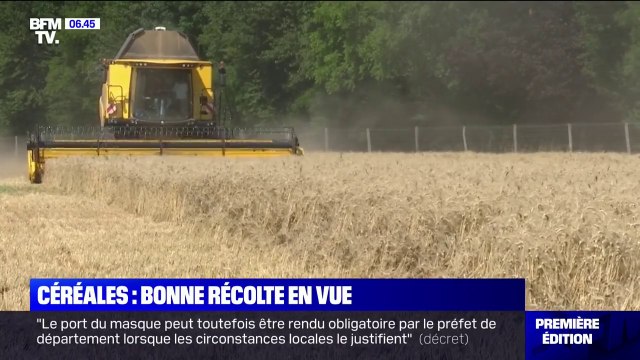 Les récoltes de céréales s'annoncent bonnes cette année