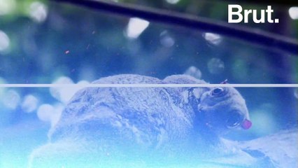 Les colugos, des mammifères atypiques