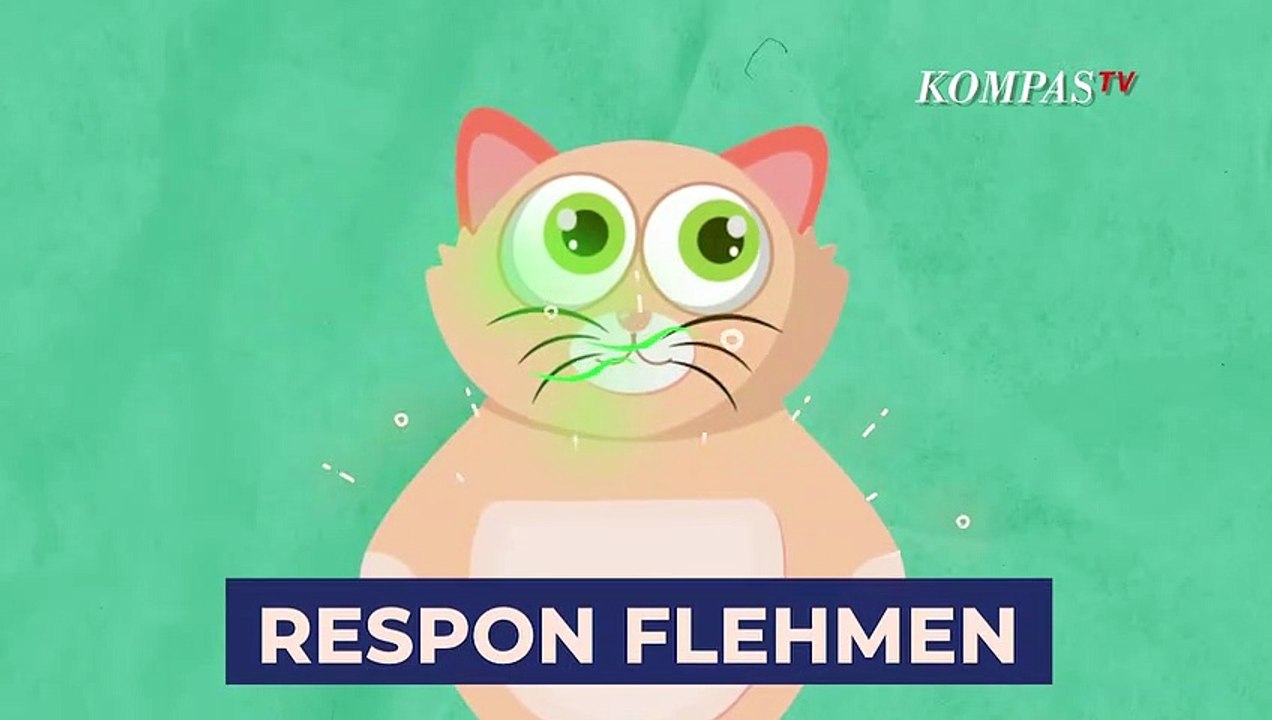Ini Penyebab Kucing Suka Mengendus
