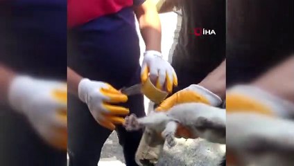Kafasını cam kavanoza sıkıştıran kediyi itfaiye kurtardı