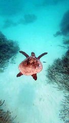 Maldives Turtle