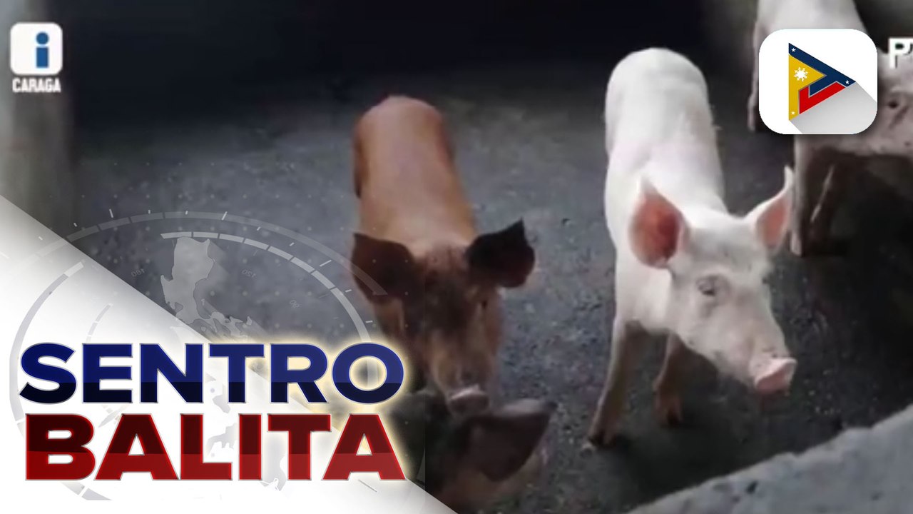 Hog raisers sa Caraga, may insurance package vs...
