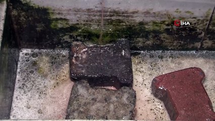 İstanbul’da kaçak kurban kesimi çeşmeden kan akıttı