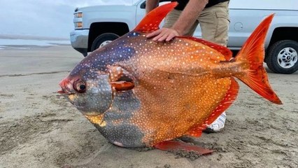 दुर्लभ Moon Fish की मौत के बाद तहलका, हजारों किमी का तय किया था सफर, वैज्ञानिकों ने दी चेतावनी