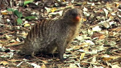 Cobra  Spraying Venom Into Mongooses