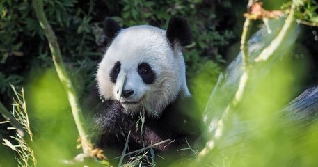 Zoo de Beauval : la femelle panda Huan Huan attend bien un second bébé !