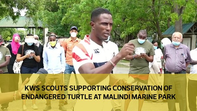 KWS scouts supporting conservation of endangered Turtle at Malindi Marine Park