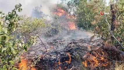 Kahramanmaraş’taki orman yangınında 50 hektar alan zarar gördü