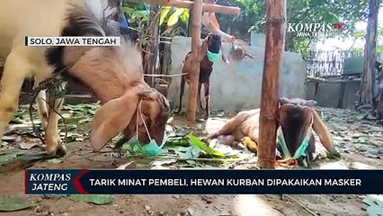 Tarik Minat Pembeli, Hewan Kurban Dipakaikan Masker