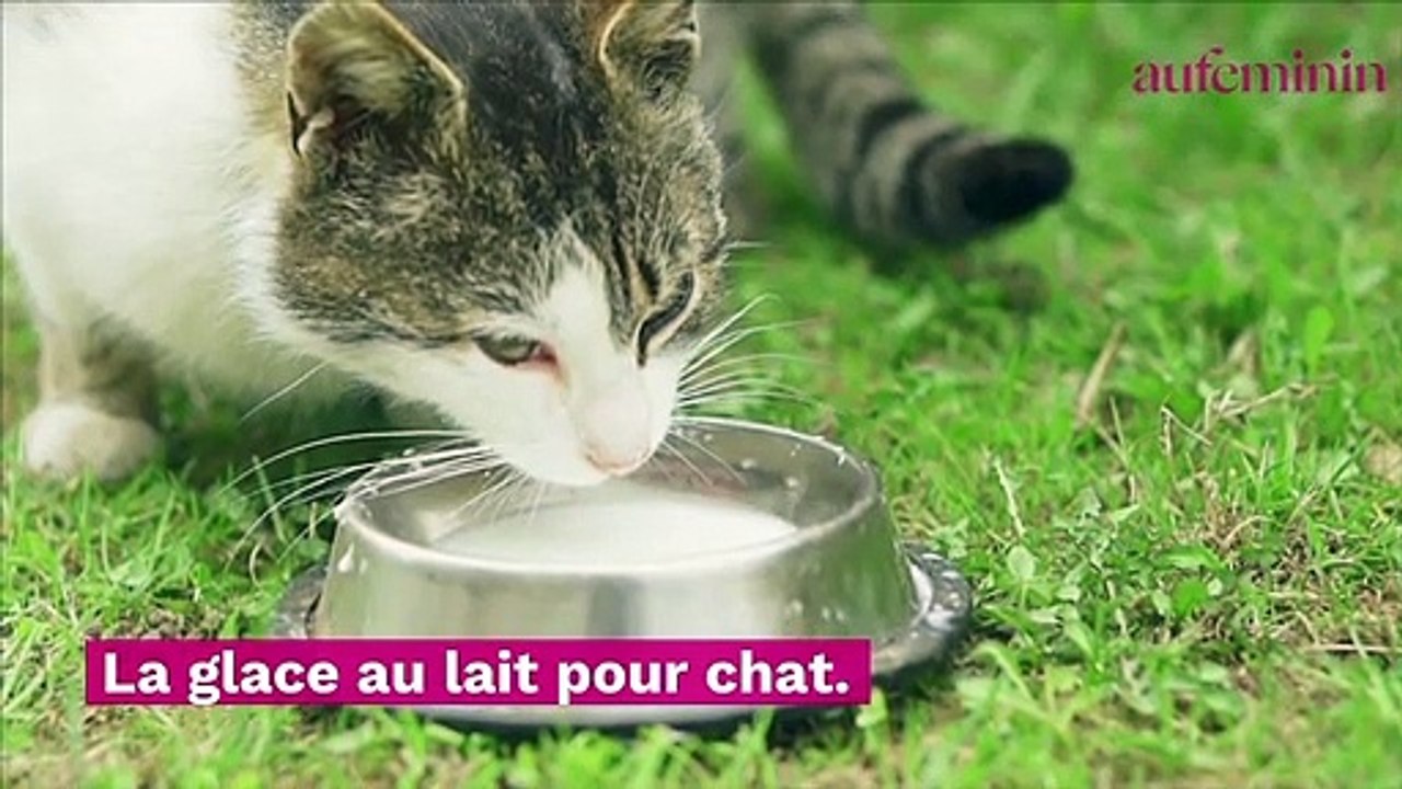 4 Recettes De Glaces Pour Chat Video Dailymotion