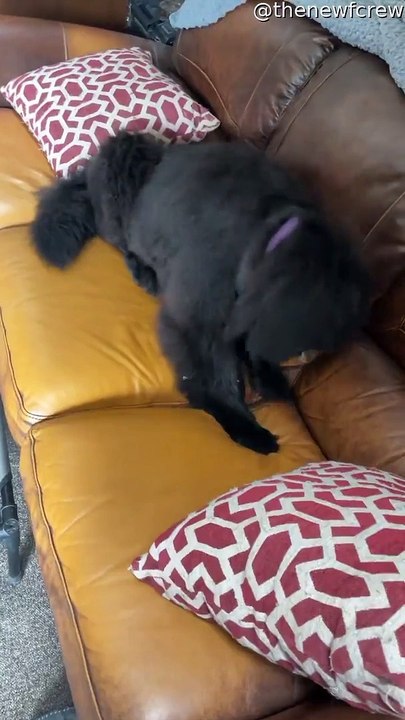 Huge Puppy Steal Humans Spot
