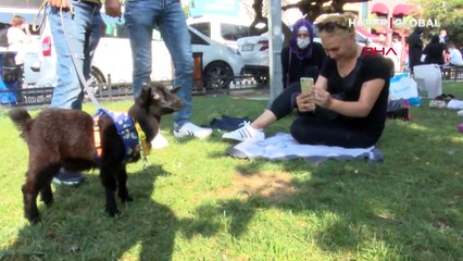 İstanbul sokaklarındaki cüce keçi şaşırttı!