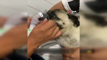 - Hastanede hava verilen yavru köpek kurtarılamadı