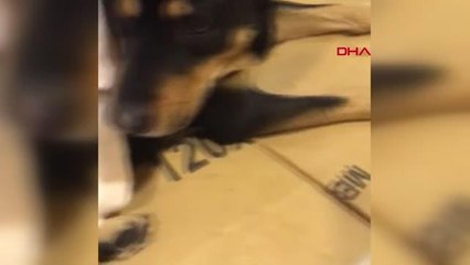 ESENYURT'TA SİTENİN GİRİŞİNDE YATAN KÖPEĞİ ARACIYLA BÖYLE EZDİ