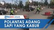 Viral Video Polantas Bukittinggi Adang Sapi yang Kabur ke Jalan Raya, Menghindar sebelum Diseruduk