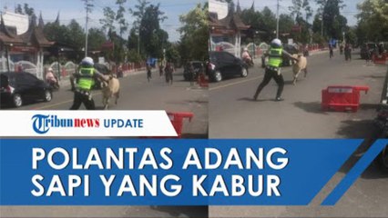 Viral Video Polantas Bukittinggi Adang Sapi yang Kabur ke Jalan Raya, Menghindar sebelum Diseruduk