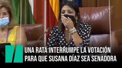Una rata interrumpe la votación para que Susana Díaz sea senadora