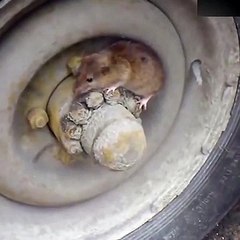 Farenin kamuflajı izleyenleri hayrete düşürdü