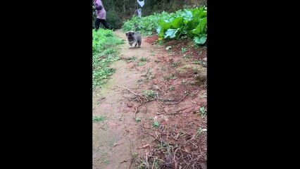 Cute Baby Animals Videos Compilation ♥ Best Funny Pets Videos